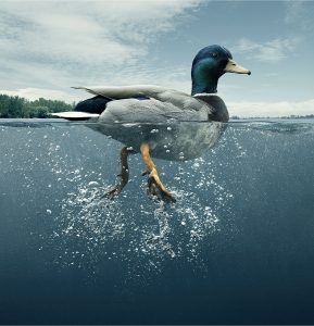 How To Be Successful Real Estate Agent with No Experience Real Estate School Get Your Real Estate License Act Like a Duck 2